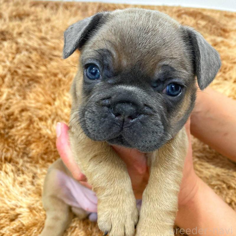 成約済の鹿児島県のフレンチブルドッグ-432045の1枚目