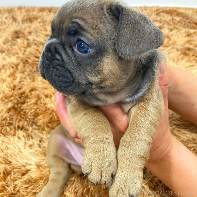 成約済の鹿児島県のフレンチブルドッグ-432045の5枚目