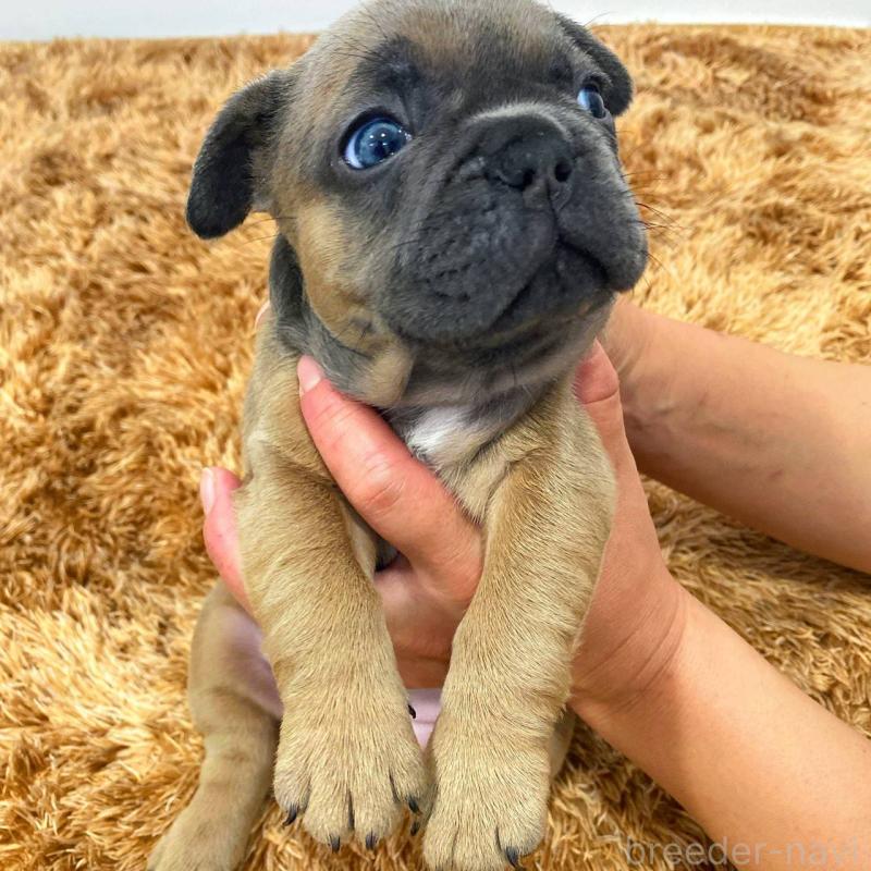 成約済の鹿児島県のフレンチブルドッグ-432045の3枚目