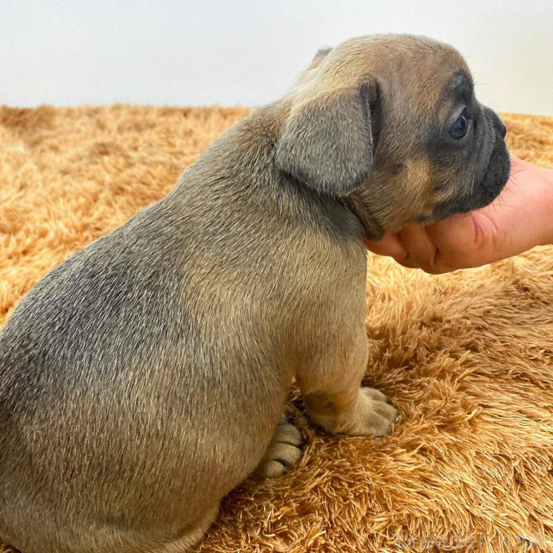 成約済の鹿児島県のフレンチブルドッグ-432045の2枚目