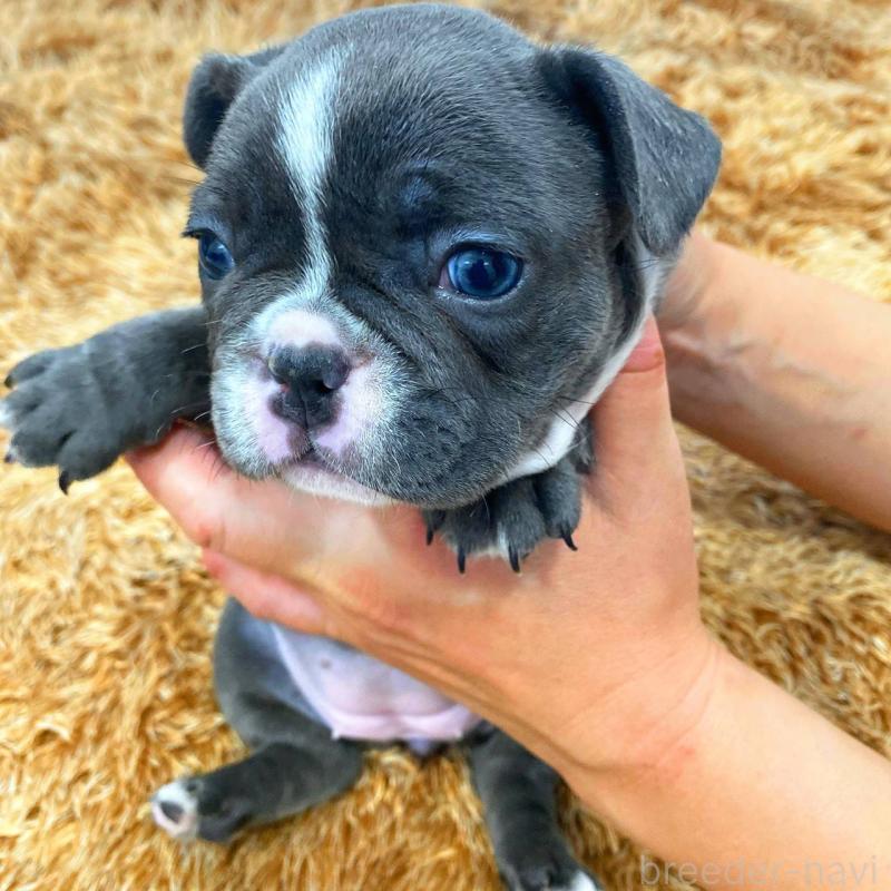 成約済の鹿児島県のフレンチブルドッグ-432050
