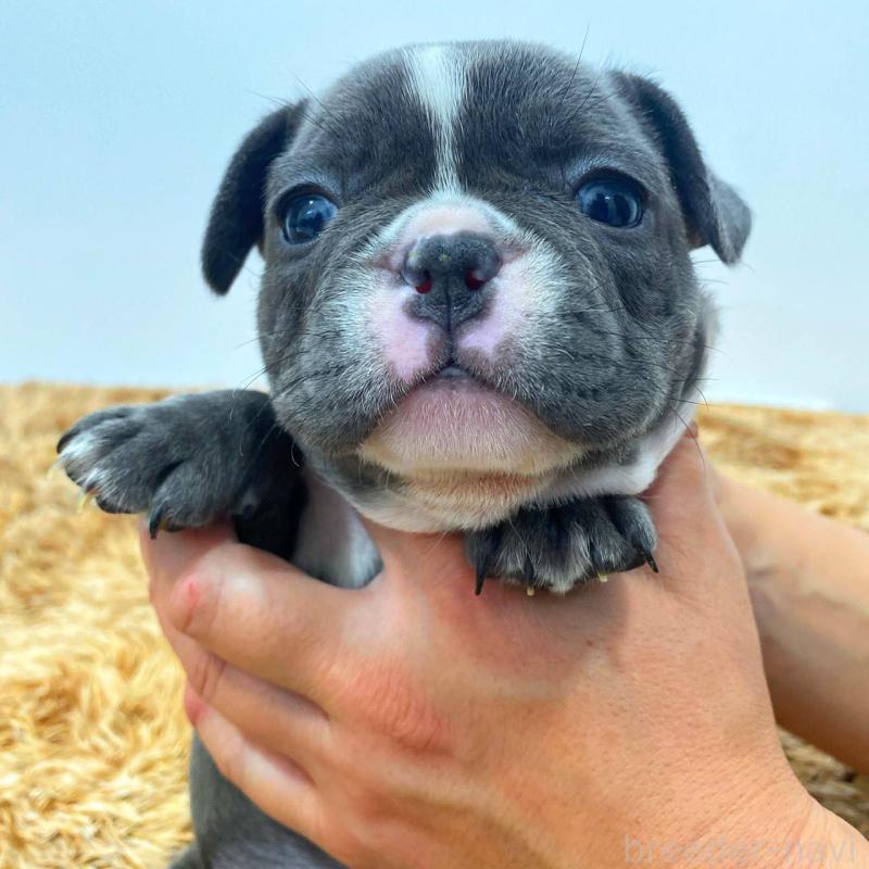 成約済の鹿児島県のフレンチブルドッグ-432050の5枚目