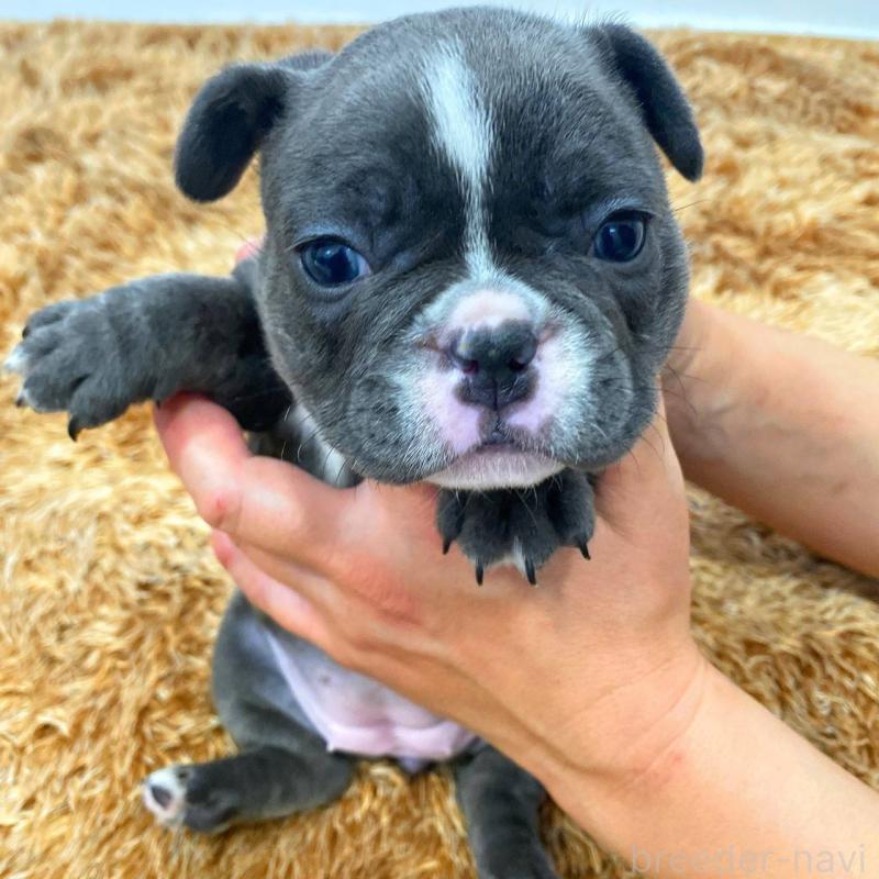 成約済の鹿児島県のフレンチブルドッグ-432050の4枚目