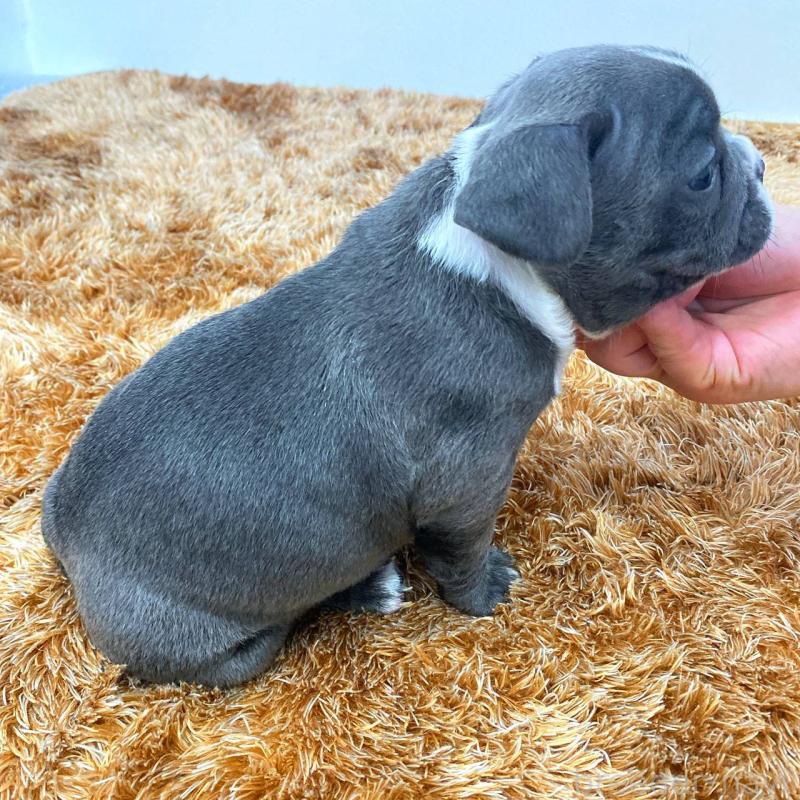 成約済の鹿児島県のフレンチブルドッグ-432050の3枚目