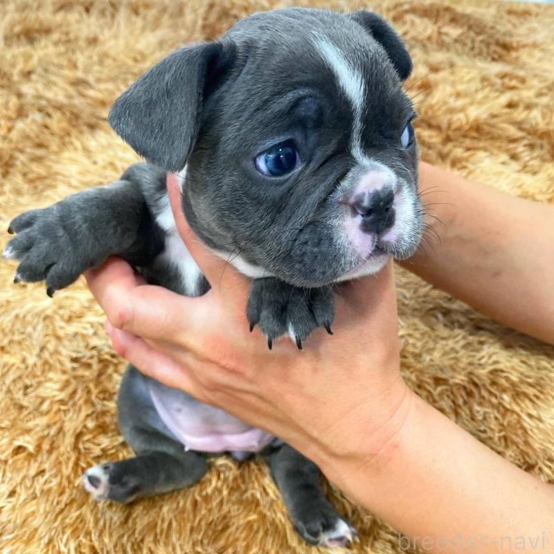 成約済の鹿児島県のフレンチブルドッグ-432050の2枚目