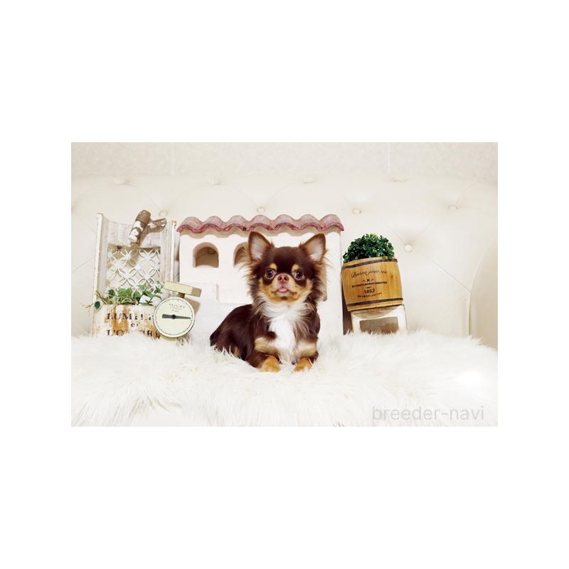 販売中の佐賀県のチワワ(ロングコート)-402915の4枚目