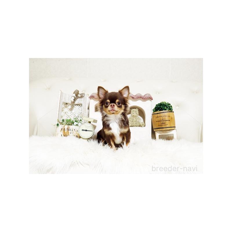 販売中の佐賀県のチワワ(ロングコート)-402915の2枚目