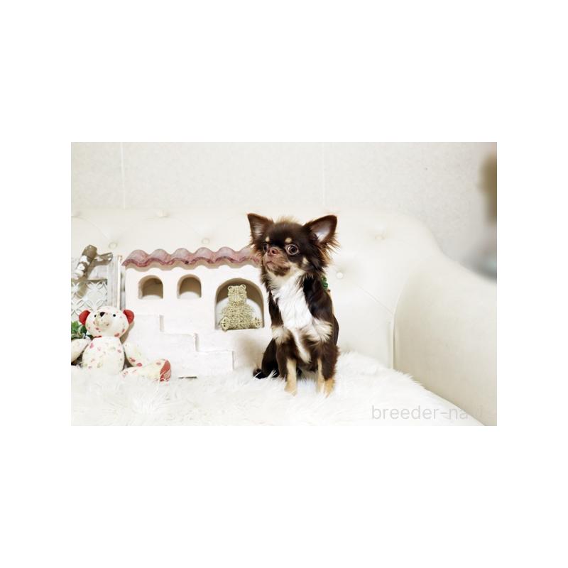 販売中の佐賀県のチワワ(ロングコート)-402918の5枚目