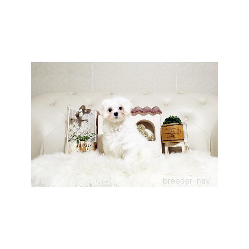 販売中の佐賀県のマルチーズ-425008の5枚目