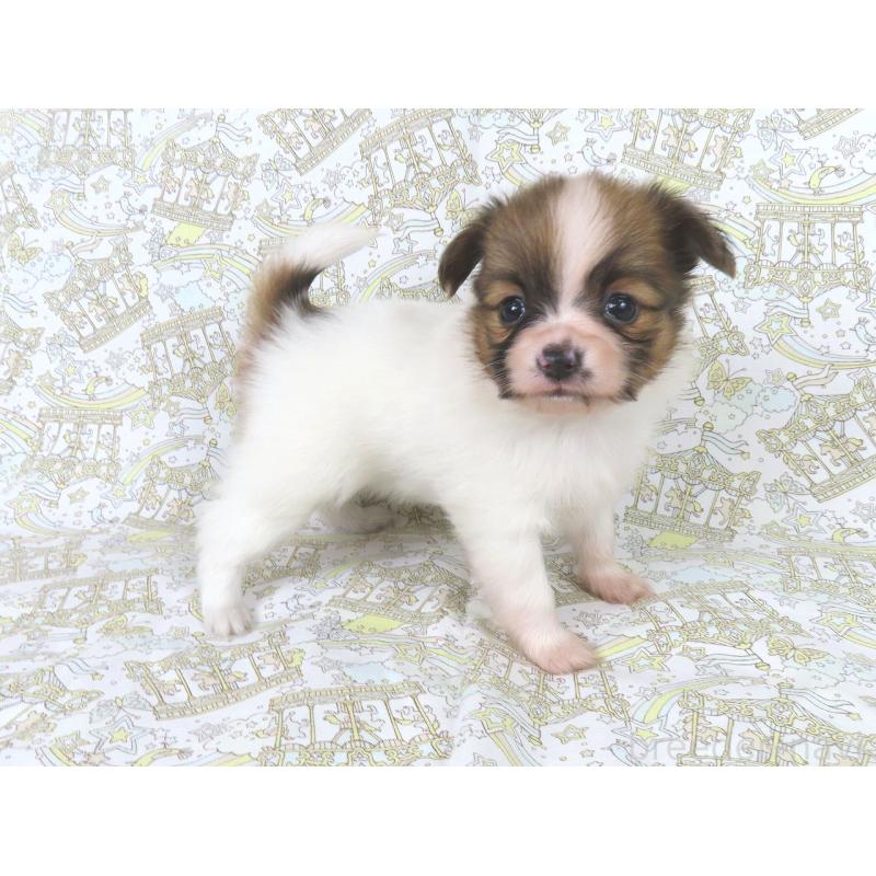 販売中の千葉県のパピヨン-436217の14枚目