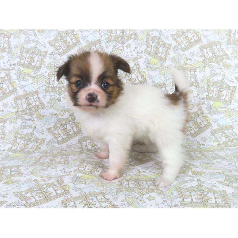 販売中の千葉県のパピヨン-436217の13枚目