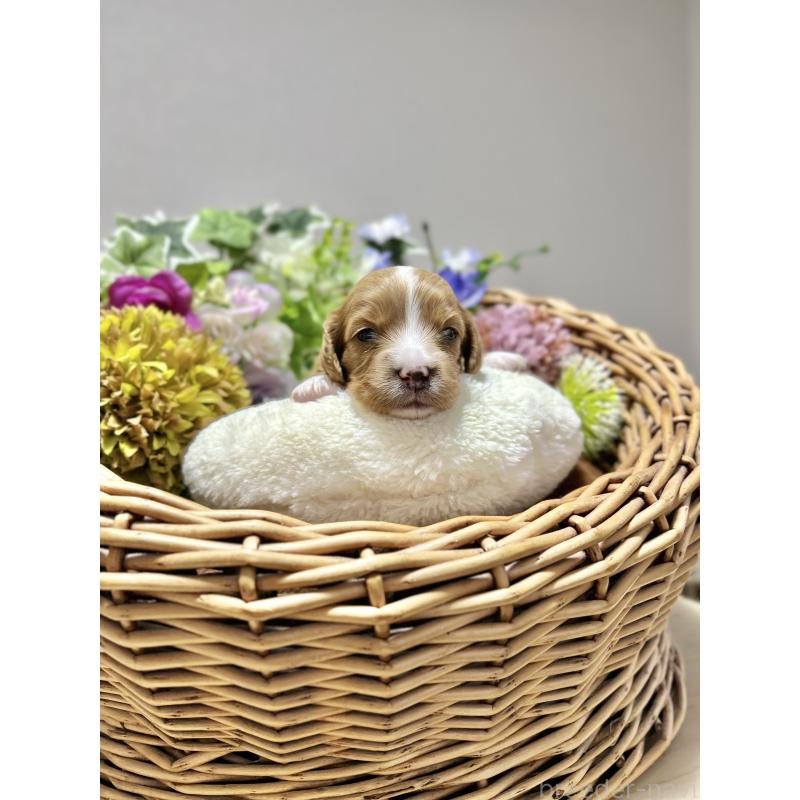 成約済の埼玉県のミックス犬-435390の5枚目