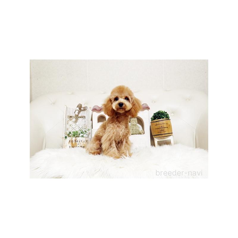 販売中の佐賀県のトイプードル-411730の4枚目