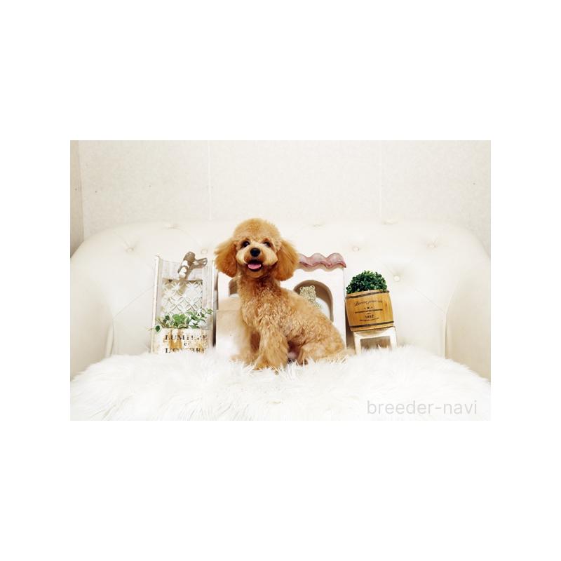 販売中の佐賀県のトイプードル-411730の2枚目