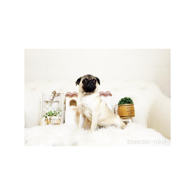 販売中の佐賀県のパグ-401151の5枚目