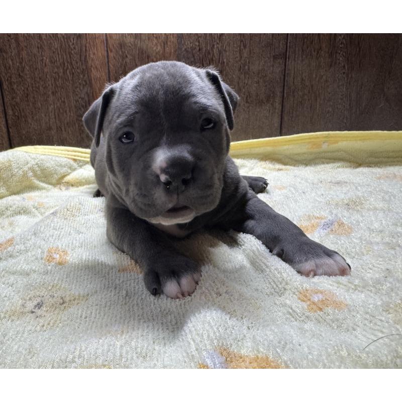 販売中の長崎県のアメリカンブリー-438597の3枚目