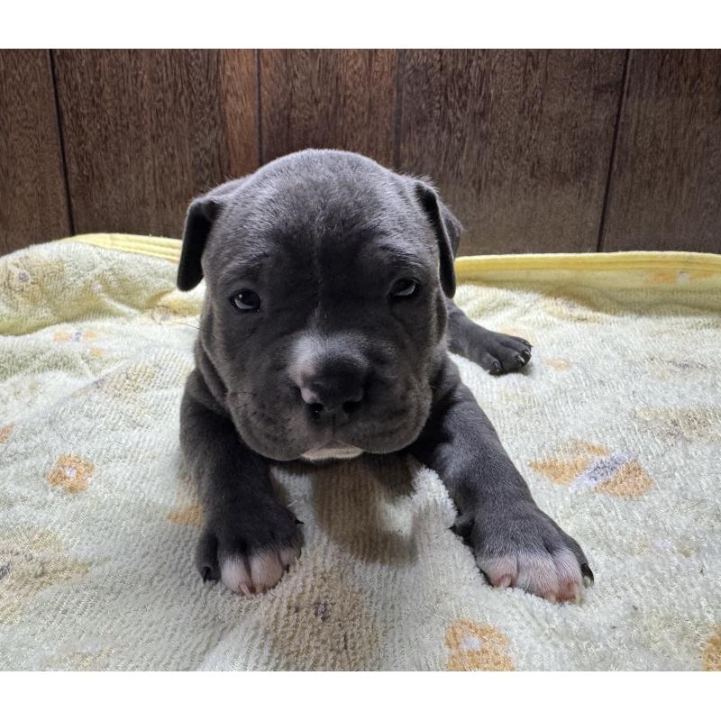 販売中の長崎県のアメリカンブリー-438597の2枚目