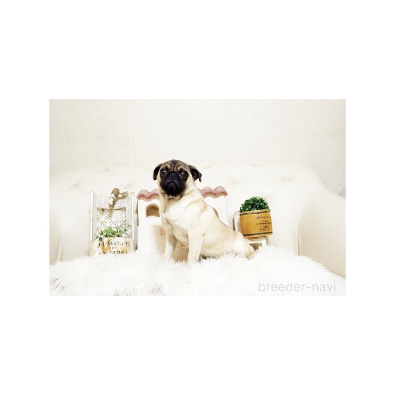 販売中の佐賀県のパグ-401151の3枚目