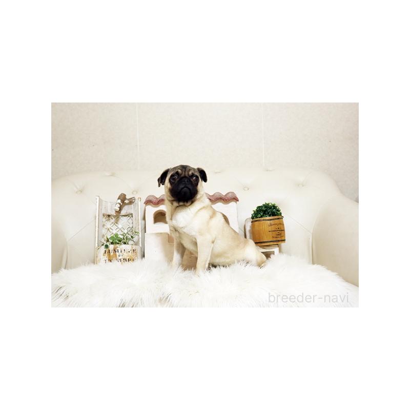 販売中の佐賀県のパグ-401151の2枚目