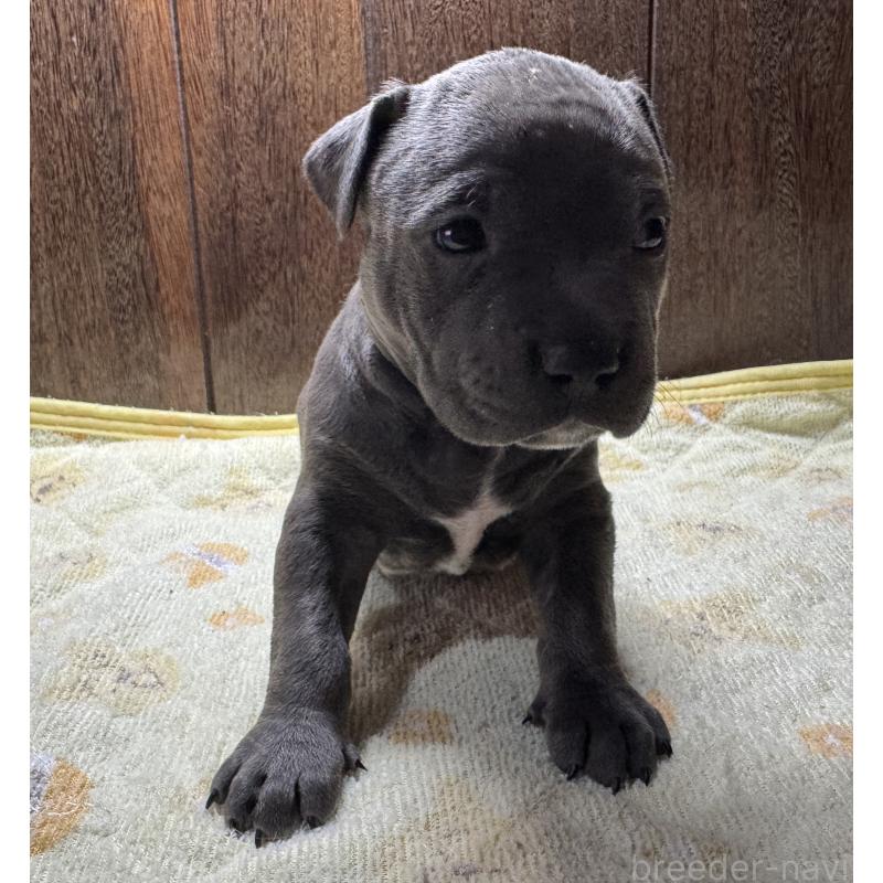 販売中の長崎県のアメリカンブリー-438598の4枚目