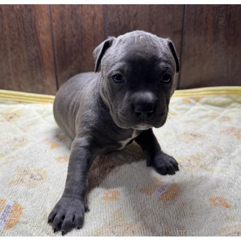 販売中の長崎県のアメリカンブリー-438598の3枚目