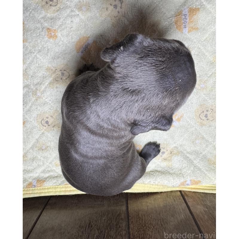 販売中の長崎県のアメリカンブリー-438598の2枚目