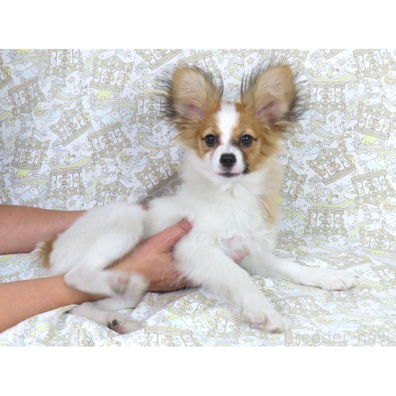 成約済の千葉県のパピヨン-416477の3枚目