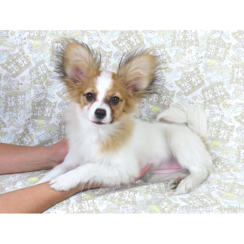 成約済の千葉県のパピヨン-416477の2枚目