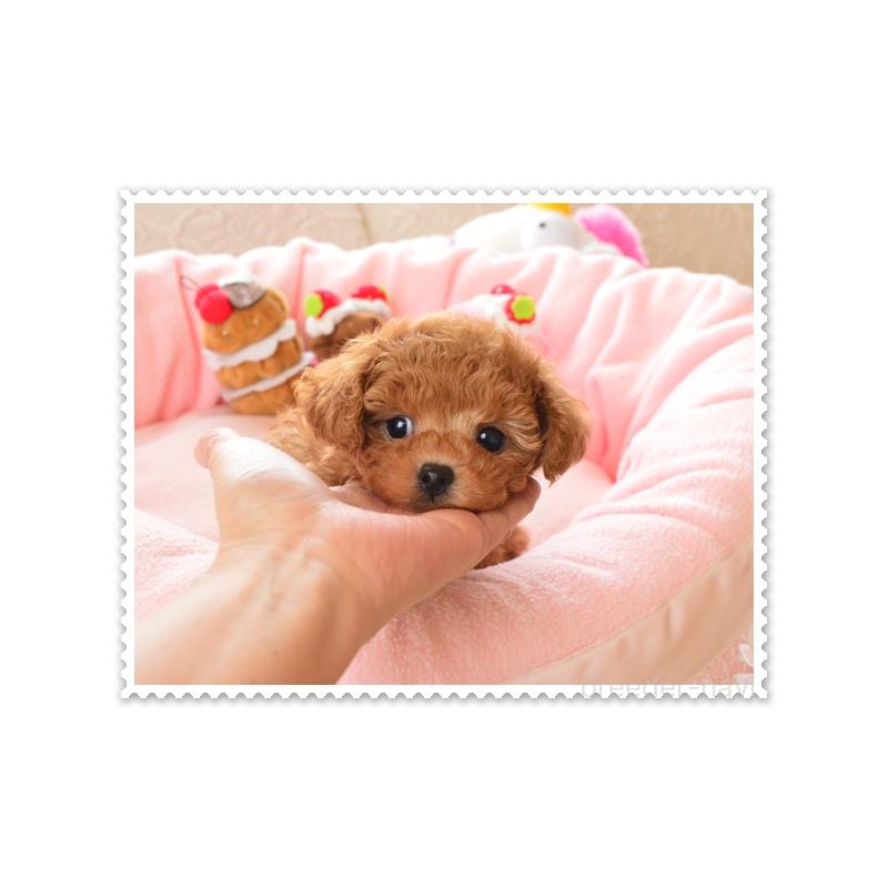 販売中の岩手県のティーカッププードル-438601の3枚目