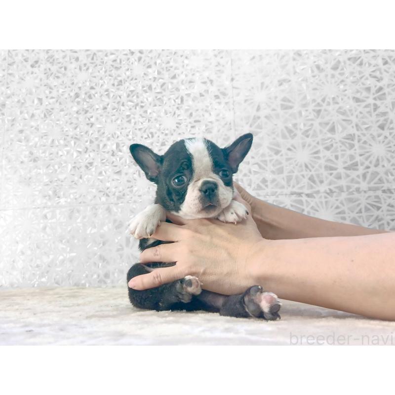 成約済の東京都のボストンテリア-438599の1枚目