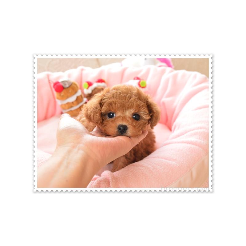 販売中の岩手県のティーカッププードル-438601の2枚目