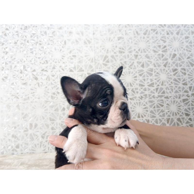 成約済の東京都のボストンテリア-438599の7枚目