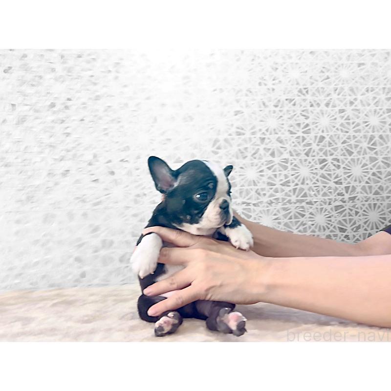 成約済の東京都のボストンテリア-438599の6枚目