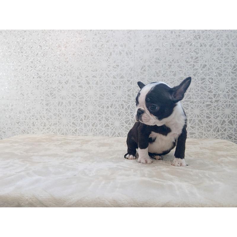 成約済の東京都のボストンテリア-438599の4枚目