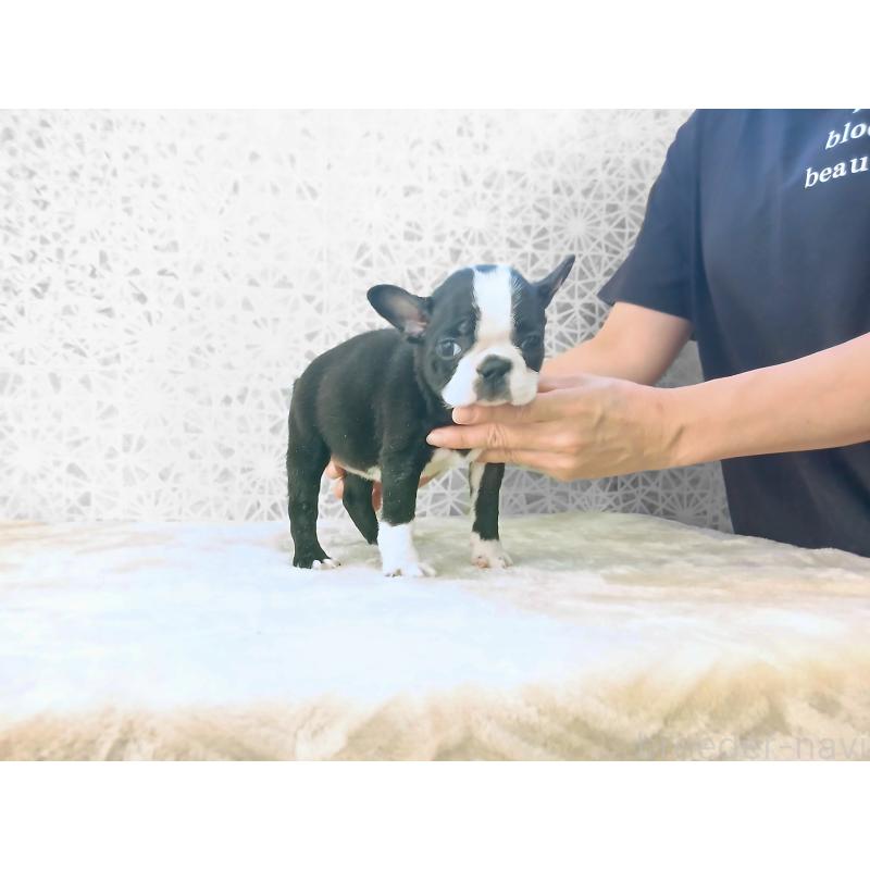 成約済の東京都のボストンテリア-438599の3枚目