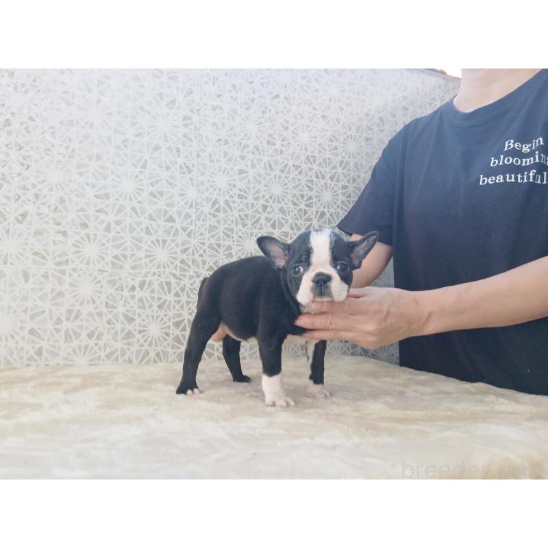 成約済の東京都のボストンテリア-438599の2枚目