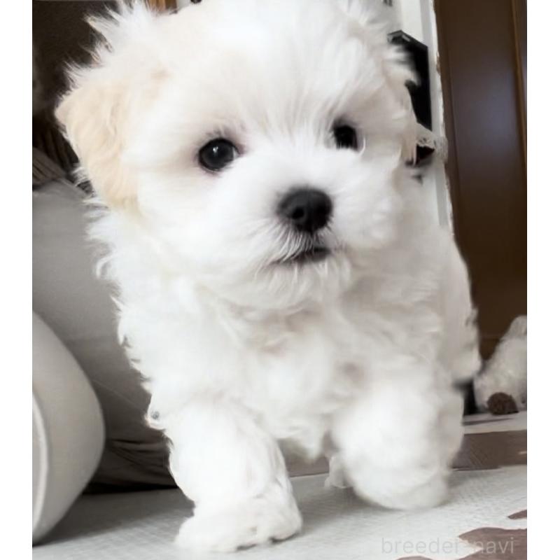 販売中の滋賀県のマルチーズ-430675の17枚目