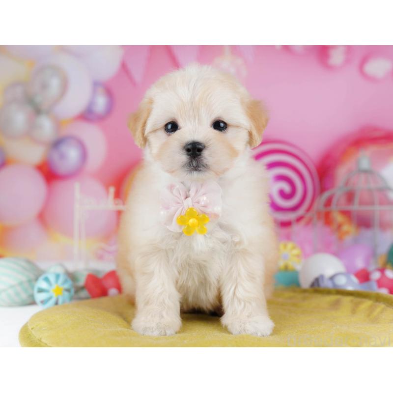 成約済の神奈川県のマルプー:マルチーズ×トイプードル-438710の15枚目