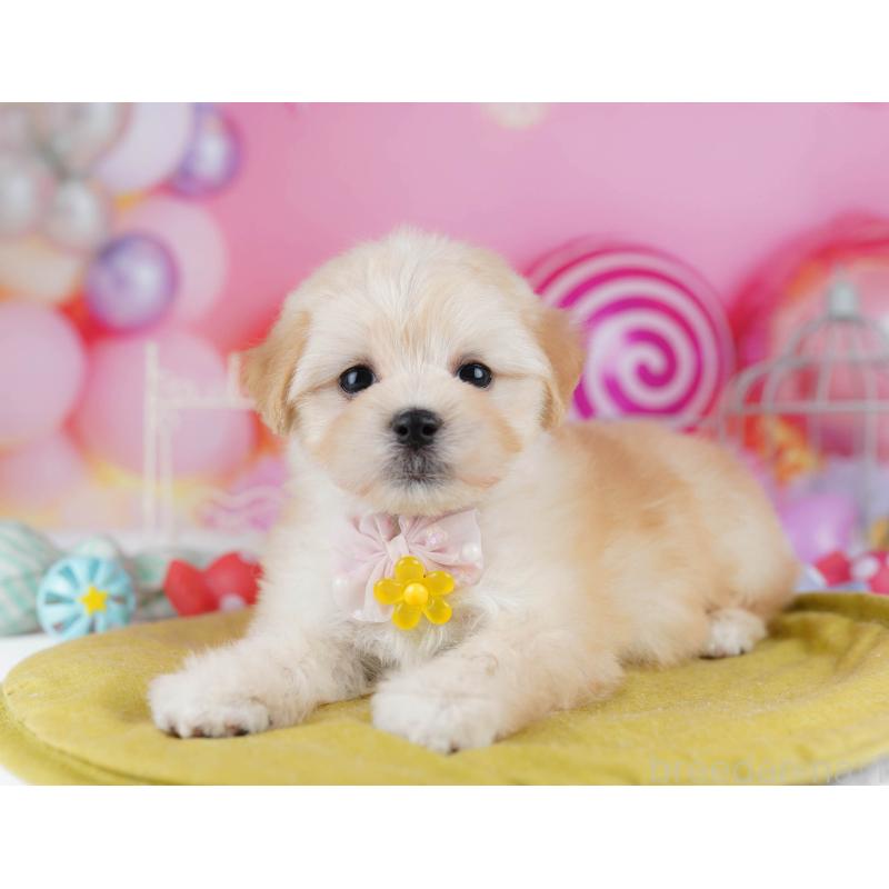 成約済の神奈川県のマルプー:マルチーズ×トイプードル-438710の14枚目