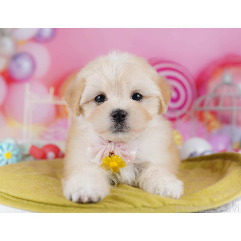 成約済の神奈川県のマルプー:マルチーズ×トイプードル-438710の13枚目