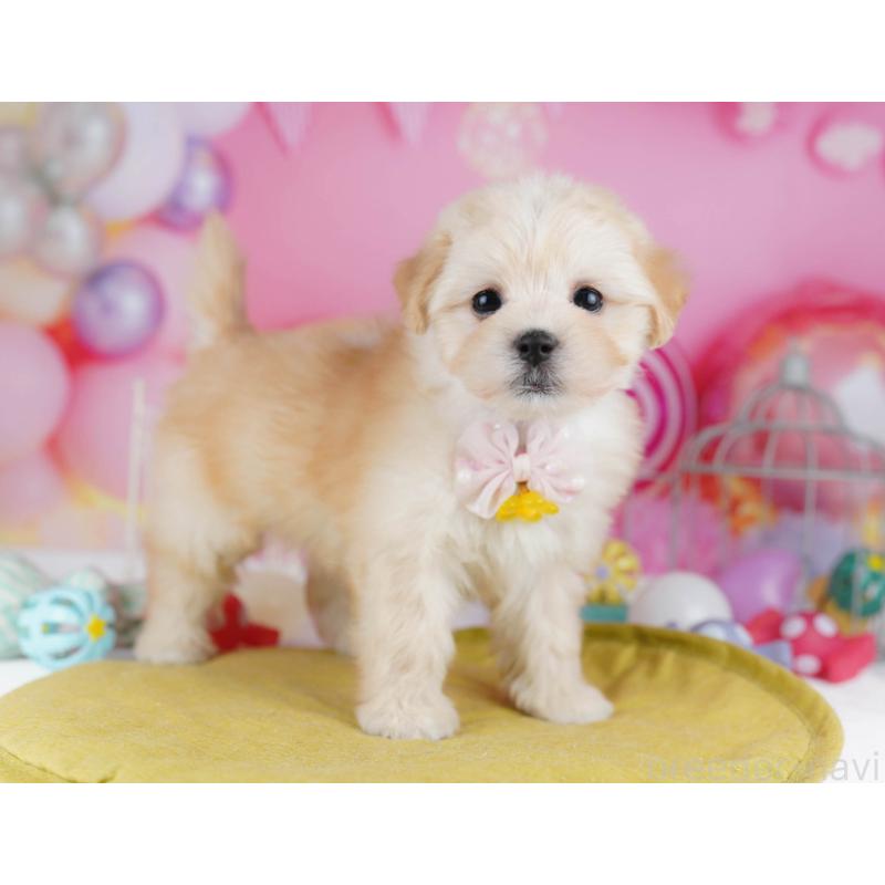 成約済の神奈川県のマルプー:マルチーズ×トイプードル-438710の12枚目