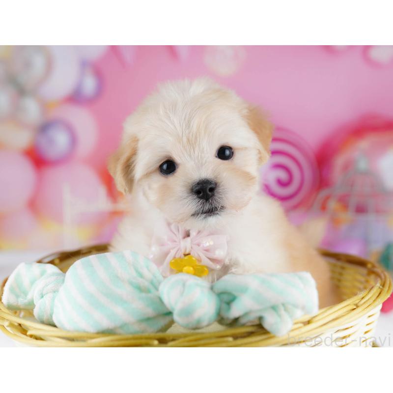 成約済の神奈川県のマルプー:マルチーズ×トイプードル-438710の11枚目