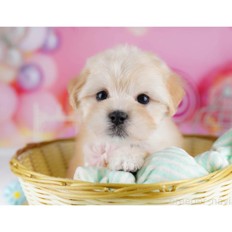 成約済の神奈川県のマルプー:マルチーズ×トイプードル-438710の10枚目