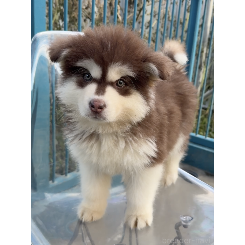 販売中の千葉県のアラスカンマラミュート-438712の3枚目