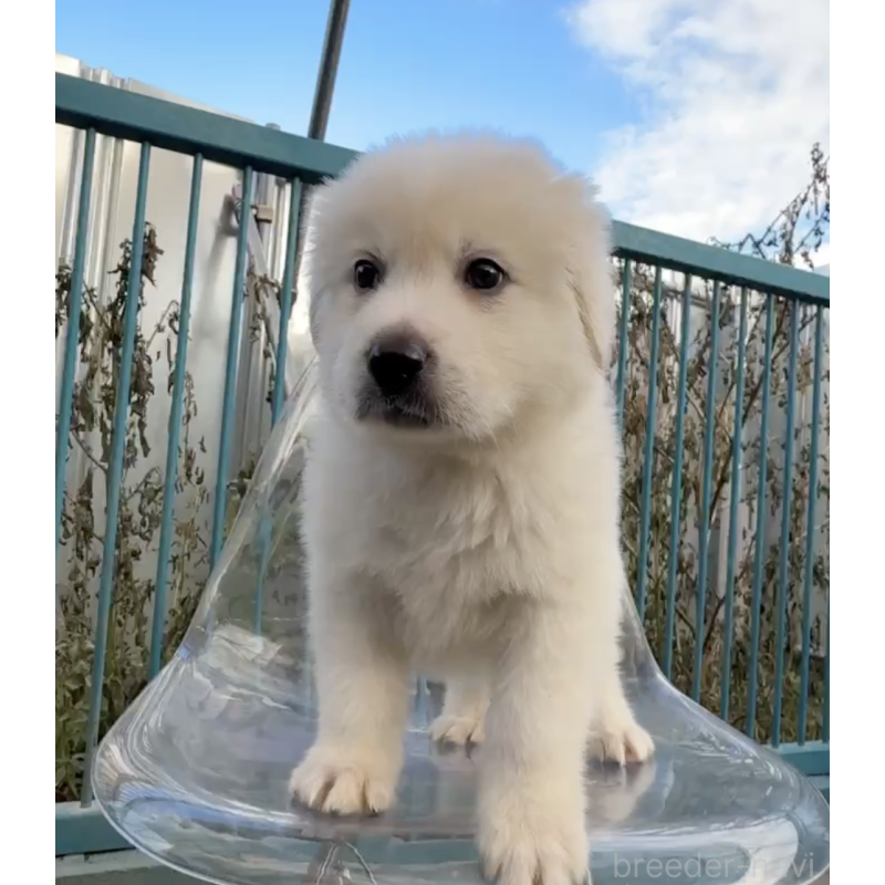 販売中の千葉県のミックス犬-438713の4枚目