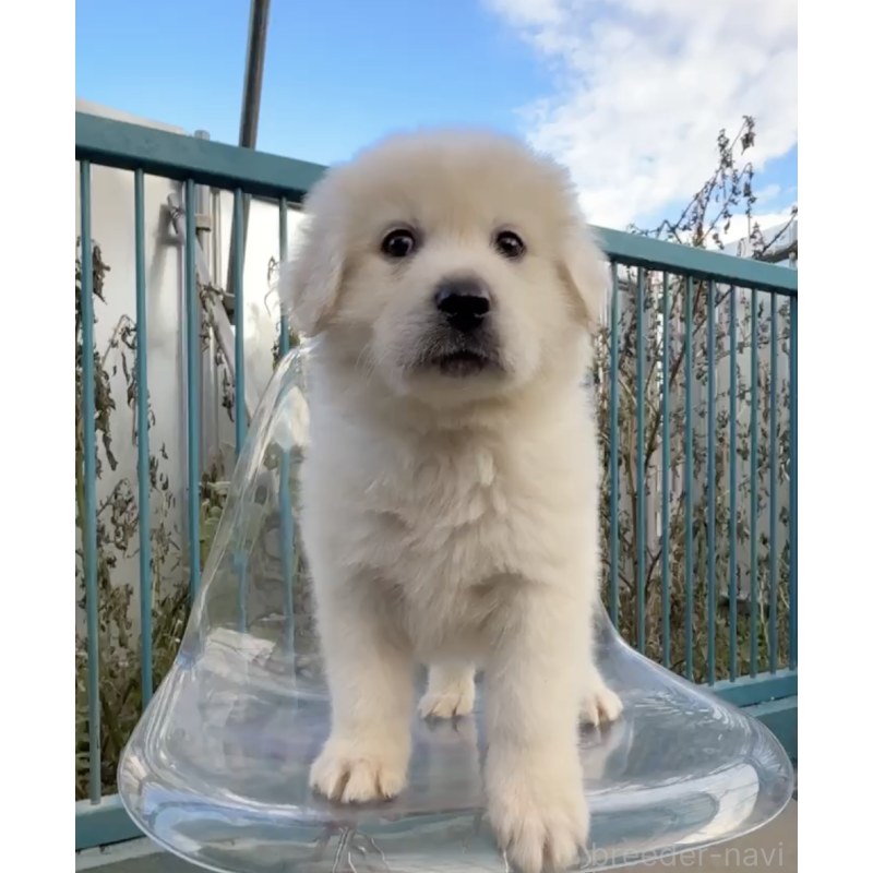 販売中の千葉県のミックス犬-438713の3枚目