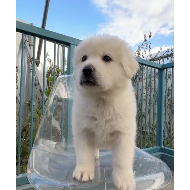 販売中の千葉県のミックス犬-438713の2枚目