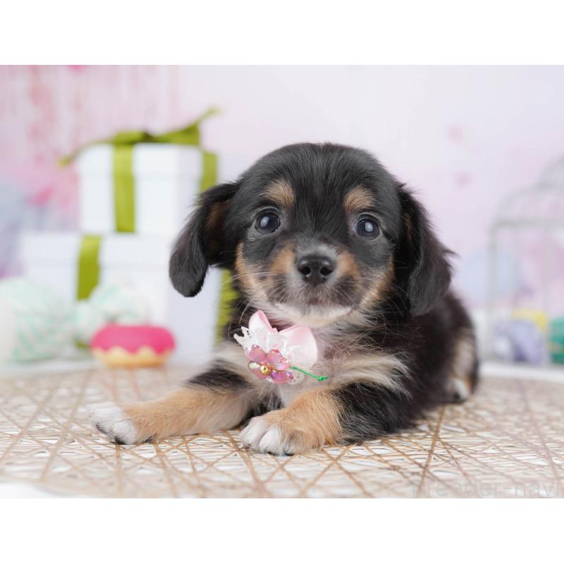 販売中の神奈川県のチワックス:チワワ×ミニチュアダックスフンド-438714の15枚目