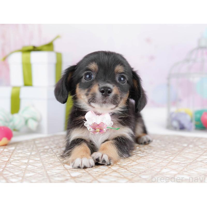 販売中の神奈川県のチワックス:チワワ×ミニチュアダックスフンド-438714の14枚目