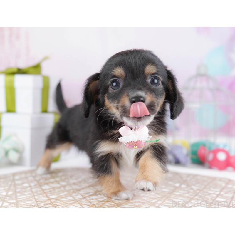 販売中の神奈川県のチワックス:チワワ×ミニチュアダックスフンド-438714の13枚目